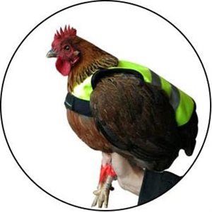 Veste de protection pour poules*